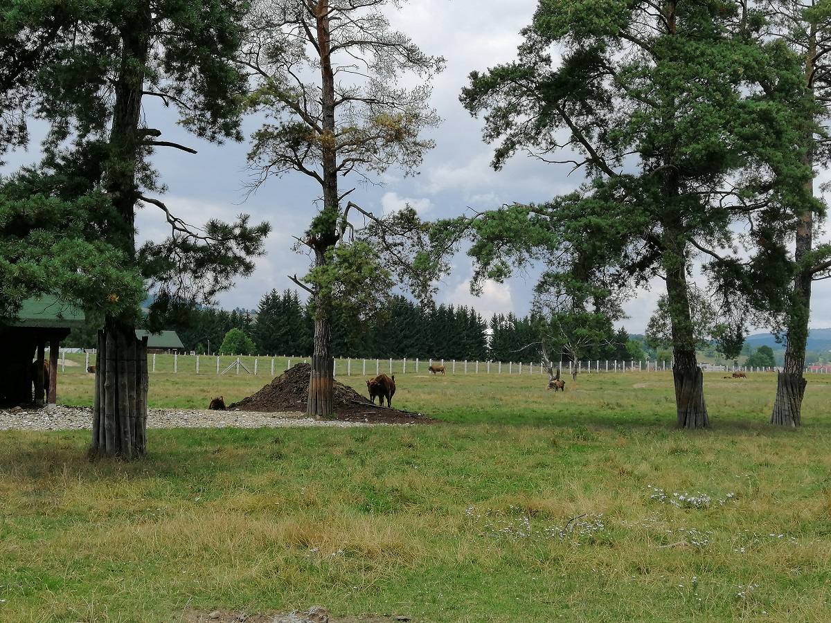 Sfantu Gheorghe - Rezervatia de zimbri - Acris